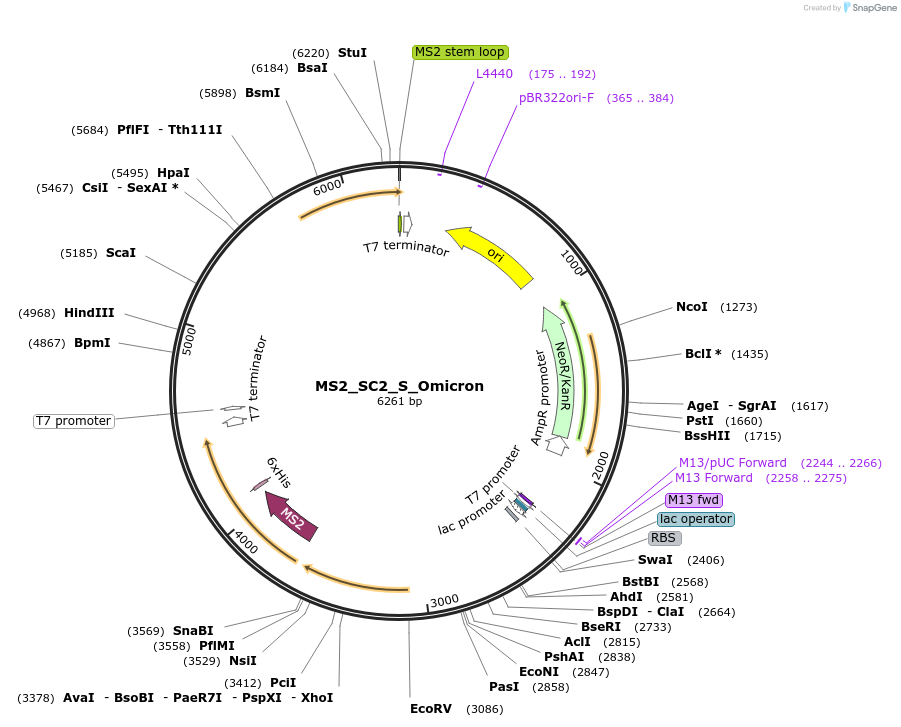 180229-plasmid-map-sequence-id-352514