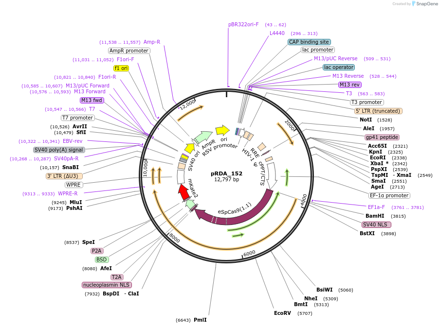 179085-plasmid-map-sequence-id-352522