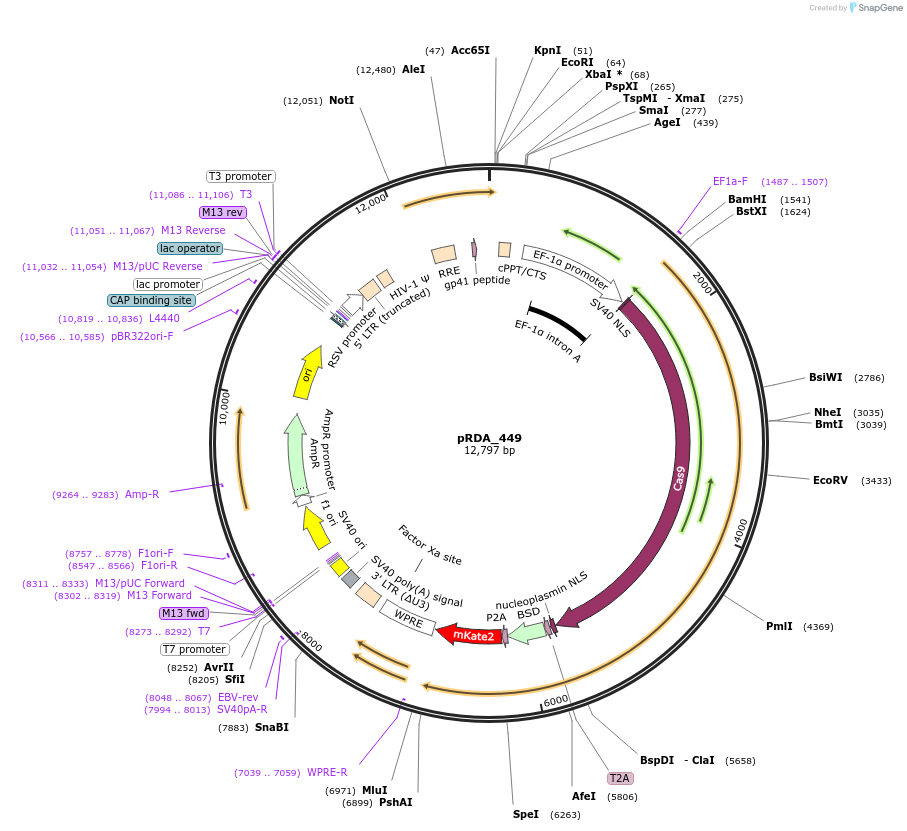179093-plasmid-map-sequence-id-352530