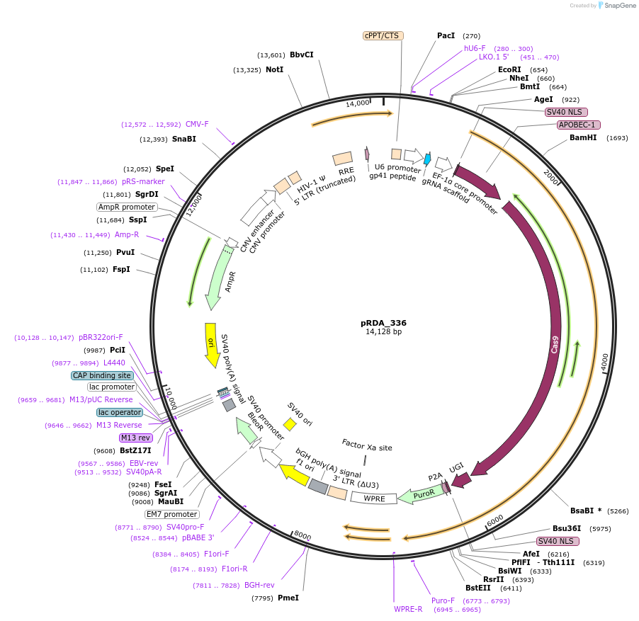 179095-plasmid-map-sequence-id-352532