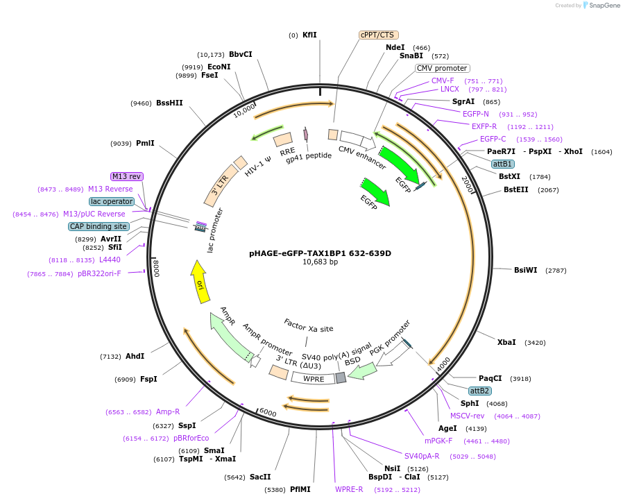 175771-plasmid-map-sequence-id-352555
