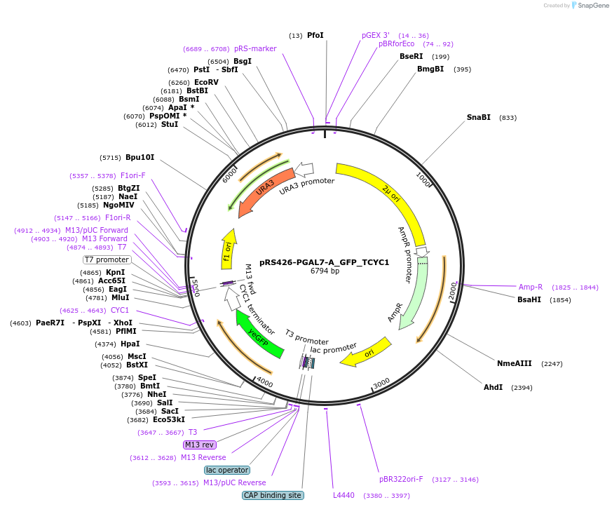 177162-plasmid-map-sequence-id-352568
