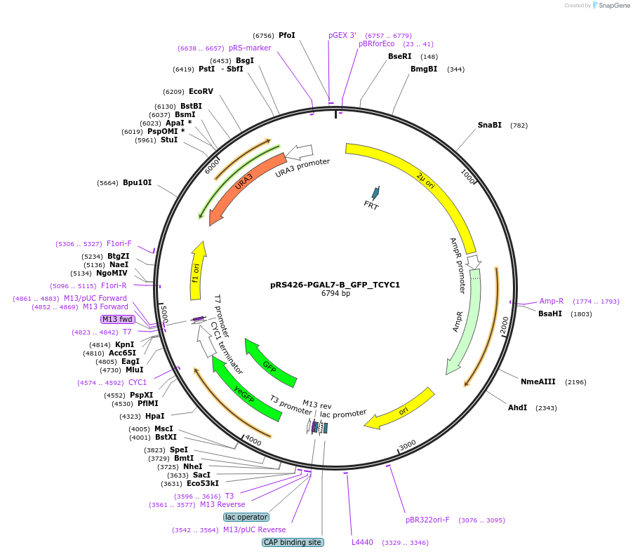 177163-plasmid-map-sequence-id-352569