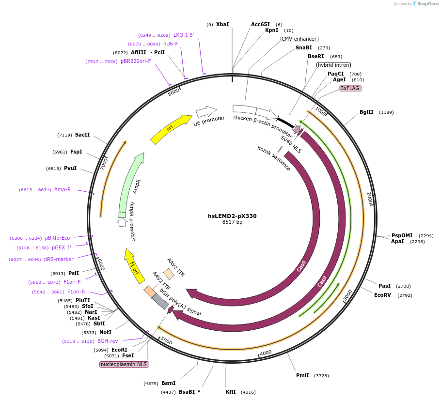 179511-plasmid-map-sequence-id-352570