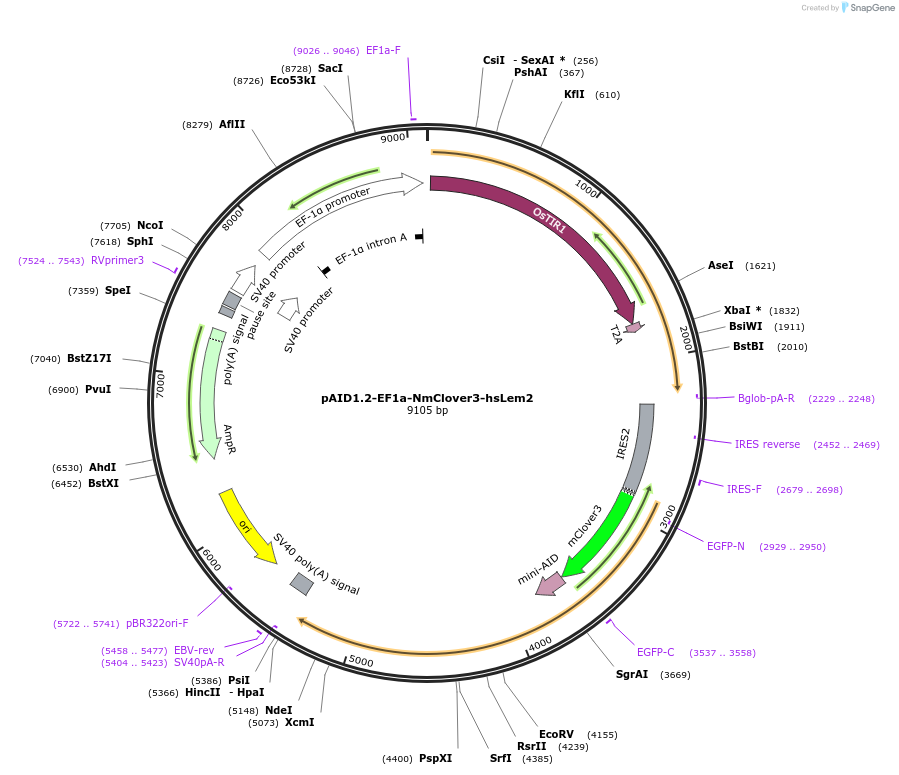 179524-plasmid-map-sequence-id-352571