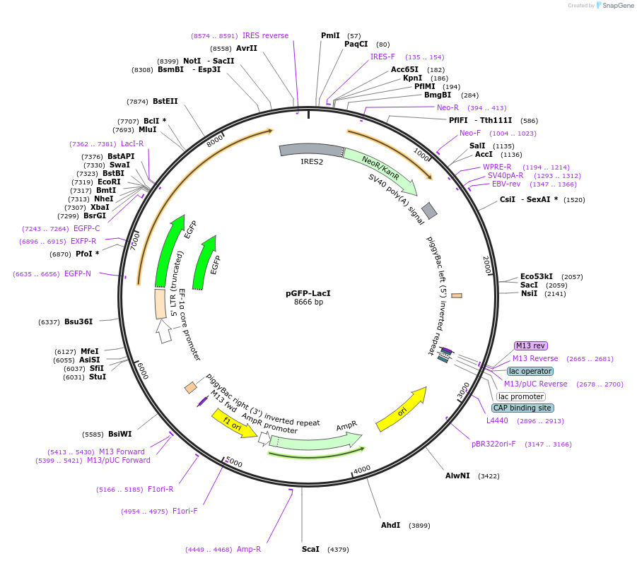 179510-plasmid-map-sequence-id-352579