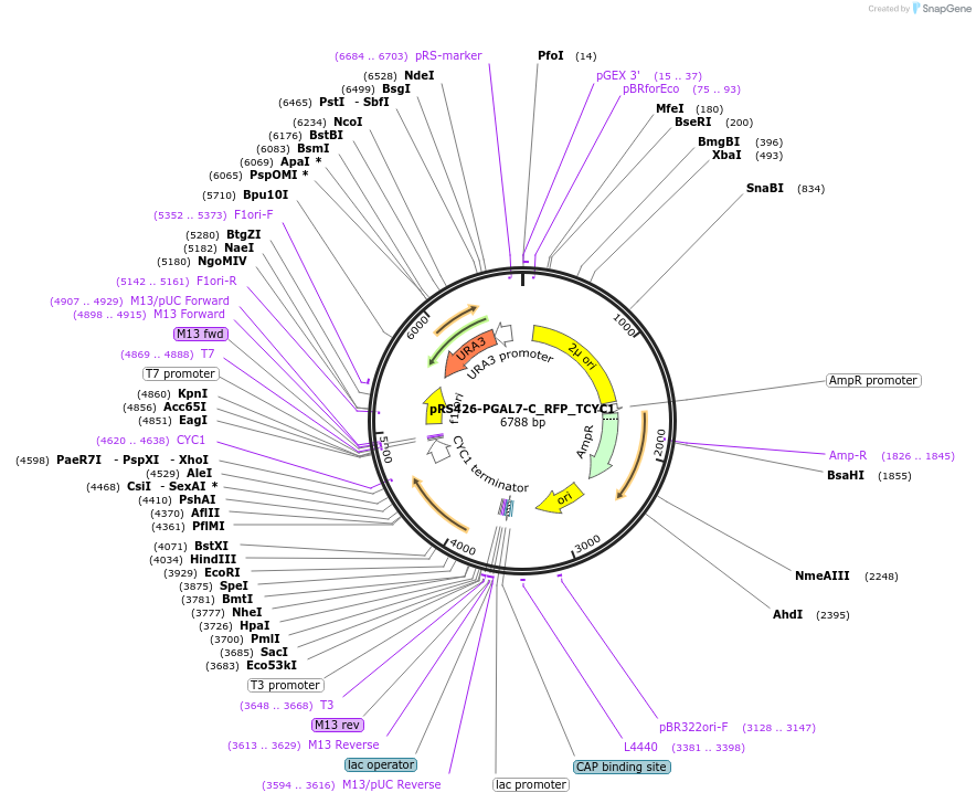 177164-plasmid-map-sequence-id-352584