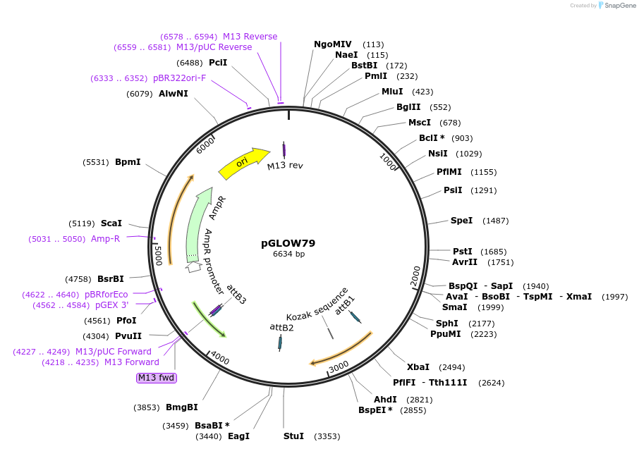 177339-plasmid-map-sequence-id-352591