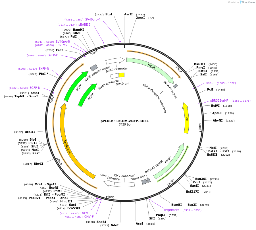 177728-plasmid-map-sequence-id-352602