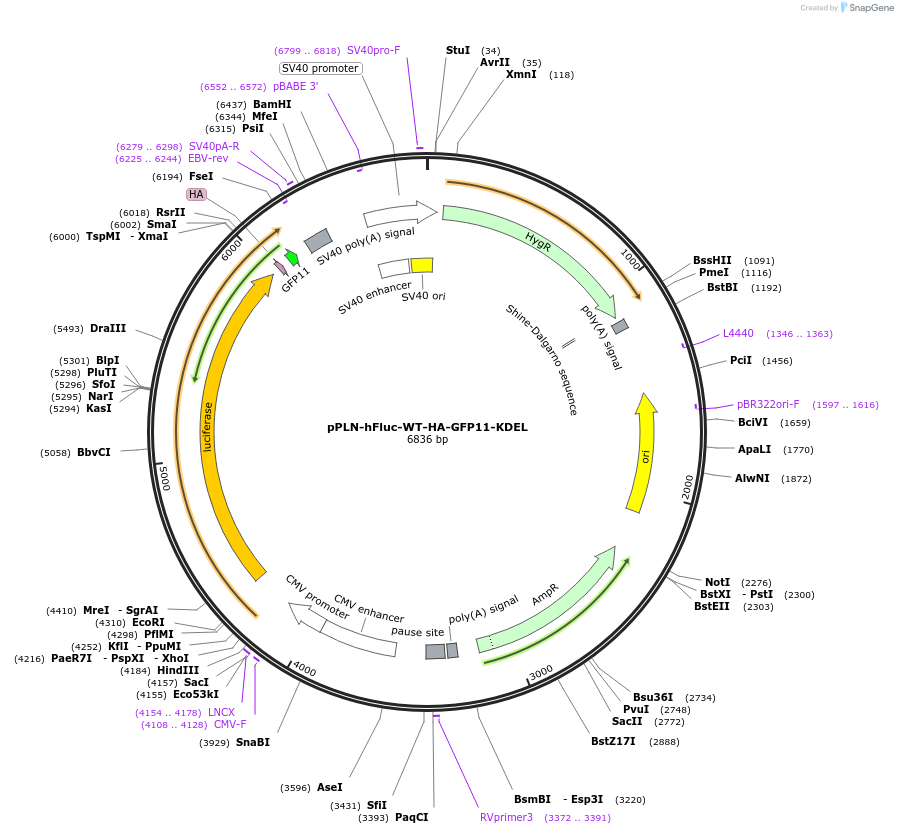 177722-plasmid-map-sequence-id-352603