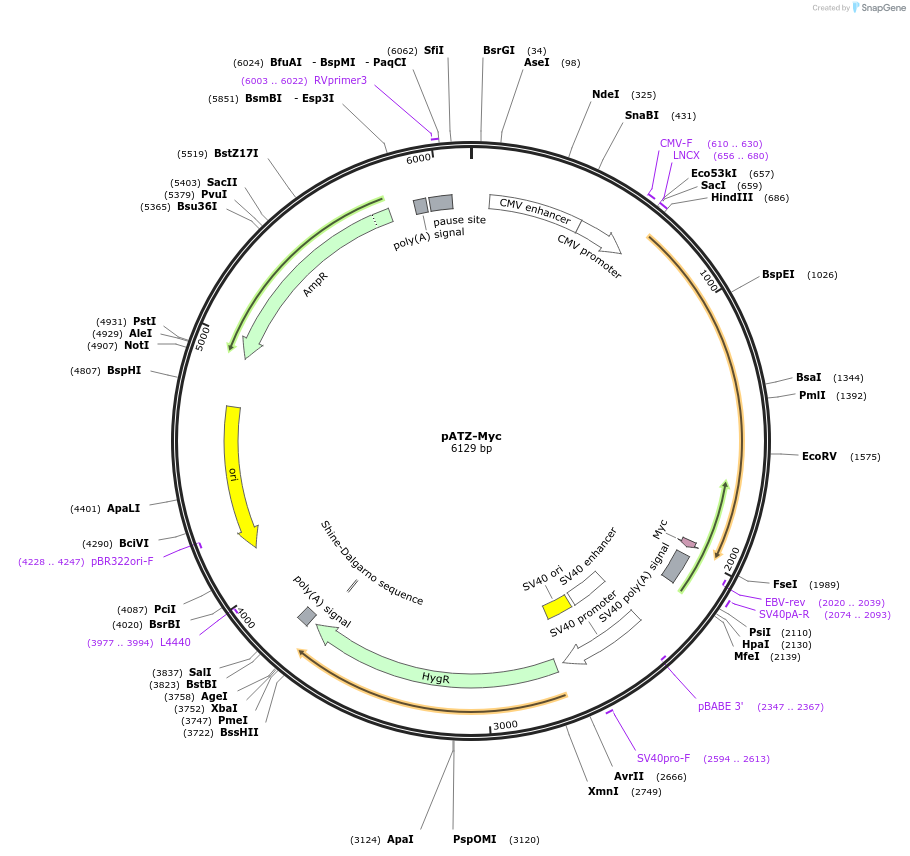 177718-plasmid-map-sequence-id-352604