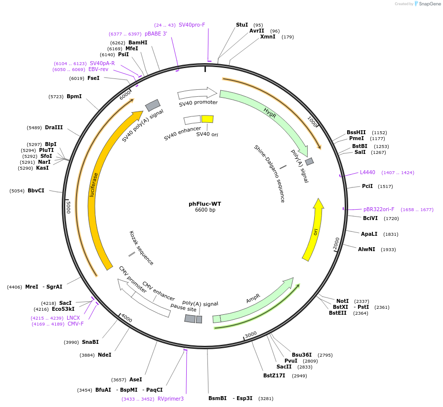 177714-plasmid-map-sequence-id-352606
