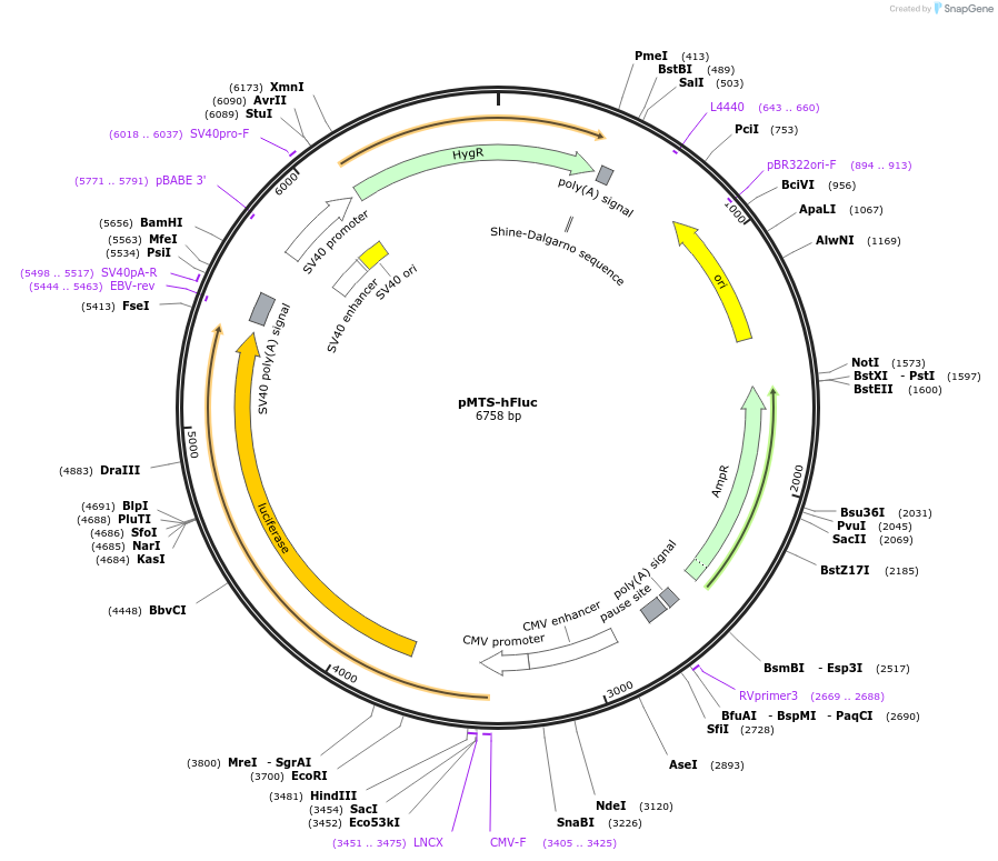 177716-plasmid-map-sequence-id-352607