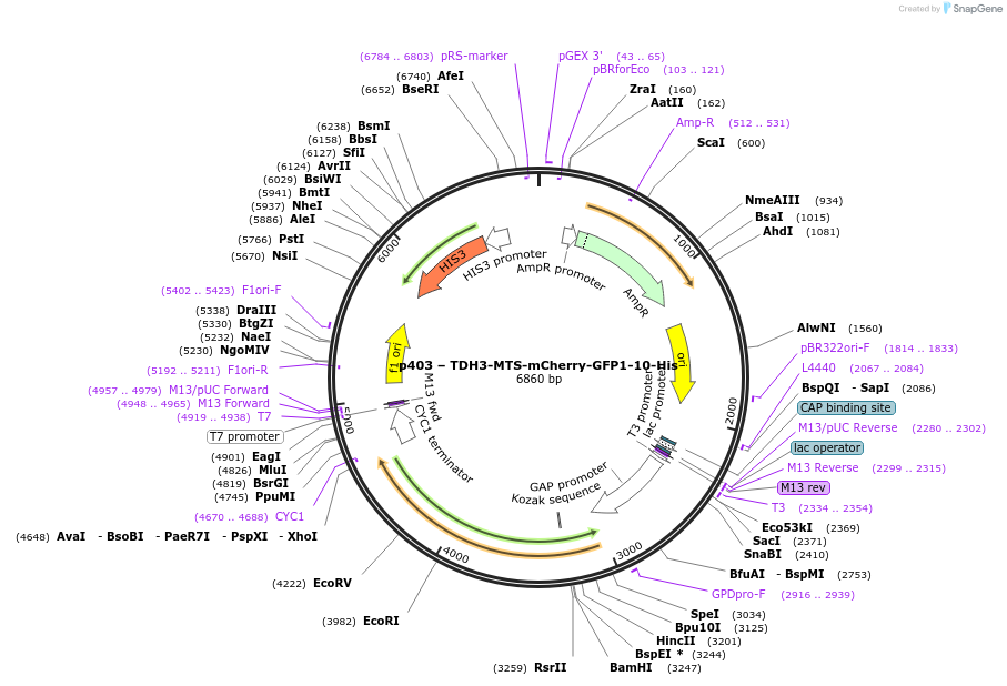 177730-plasmid-map-sequence-id-352610