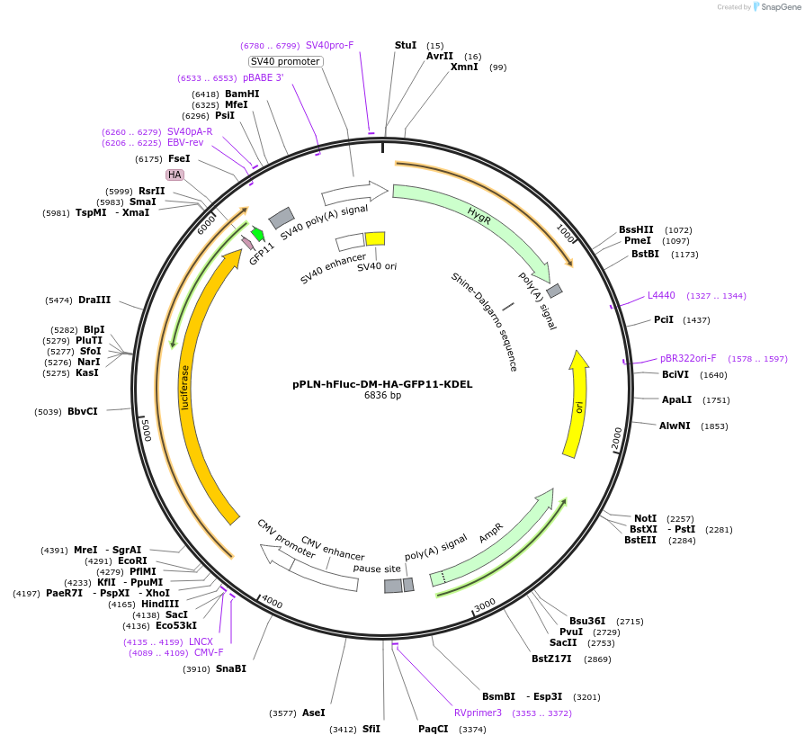 177723-plasmid-map-sequence-id-352618