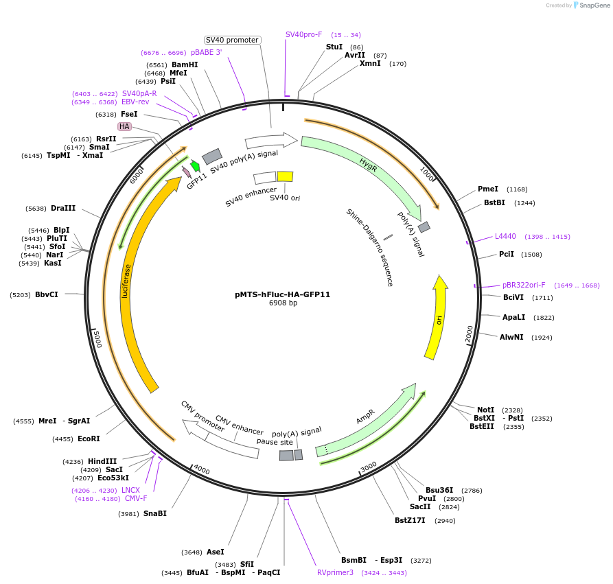 177726-plasmid-map-sequence-id-352620
