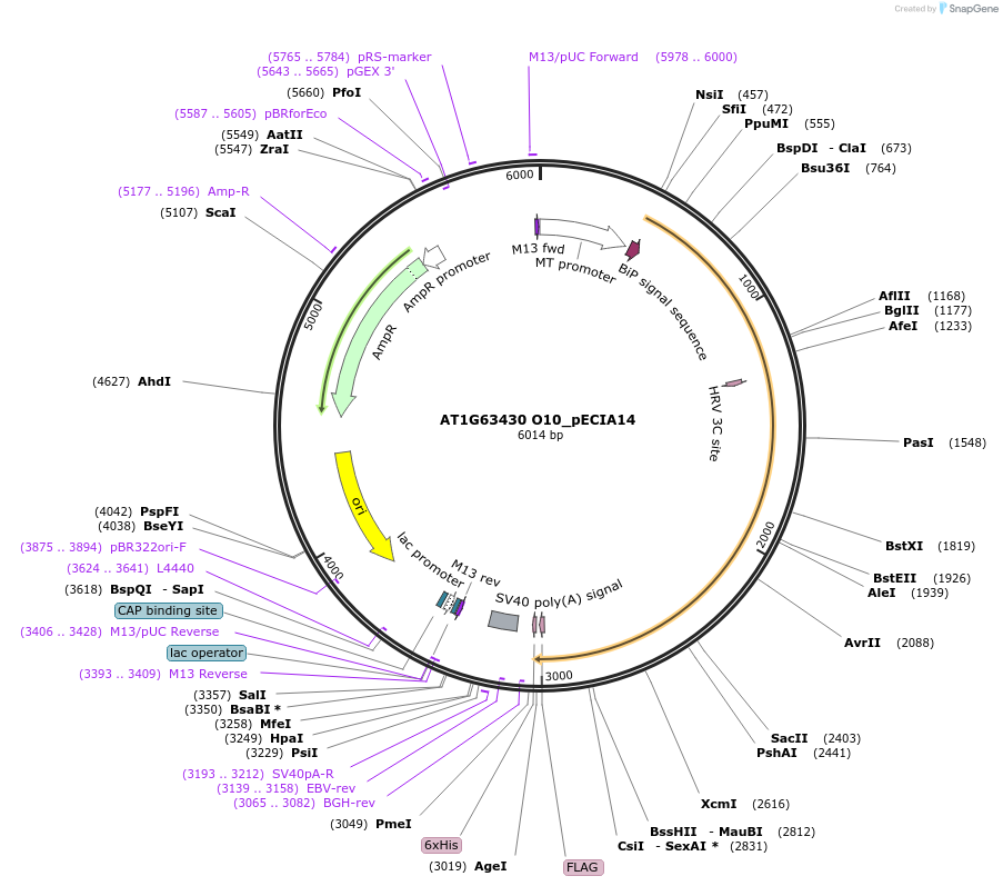 114836-plasmid-map-sequence-id-352626