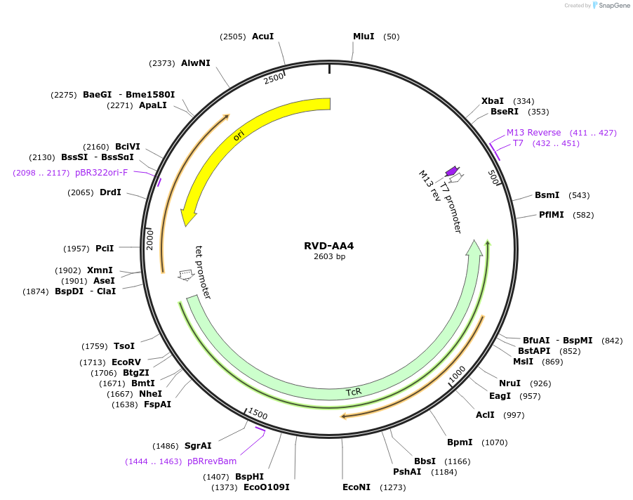 173239-plasmid-map-sequence-id-352628