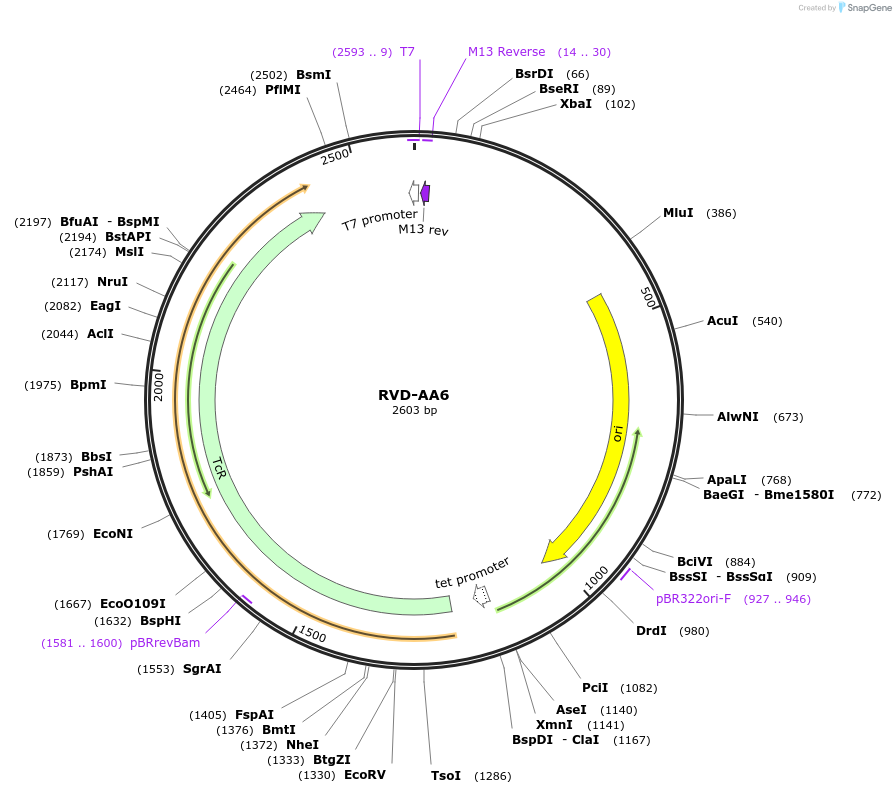 173241-plasmid-map-sequence-id-352630