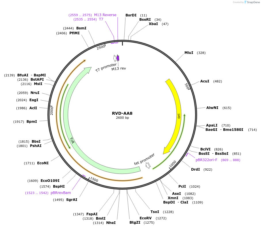 173243-plasmid-map-sequence-id-352632