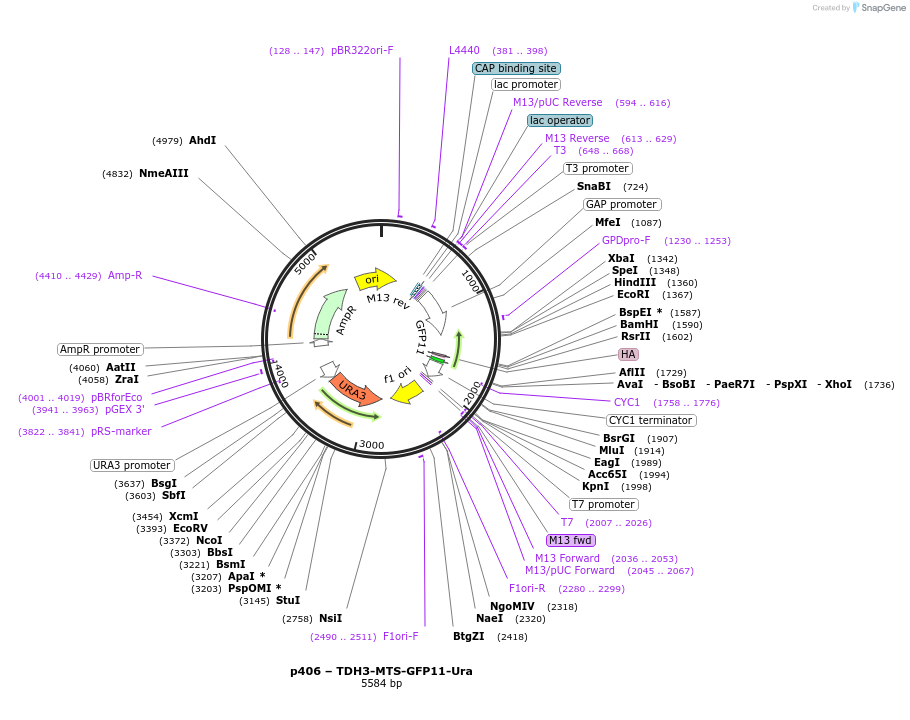 177733-plasmid-map-sequence-id-352641