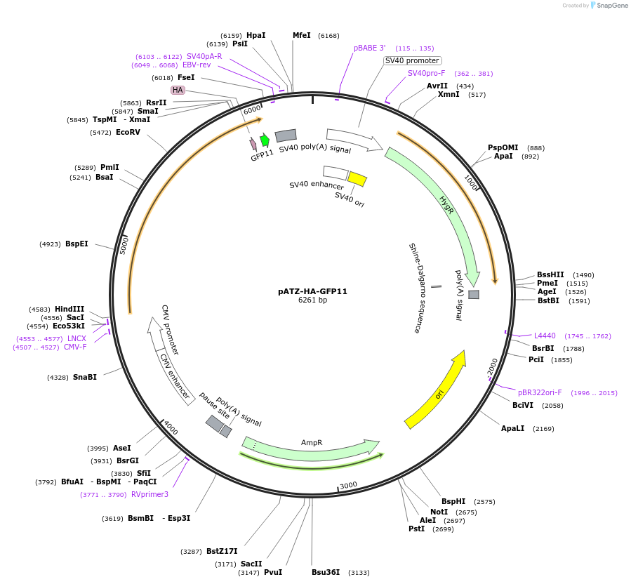 177720-plasmid-map-sequence-id-352642