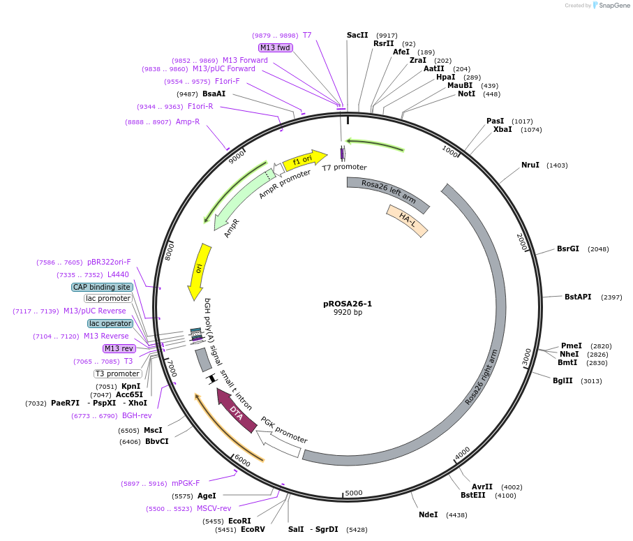 21714-plasmid-map-sequence-id-352647