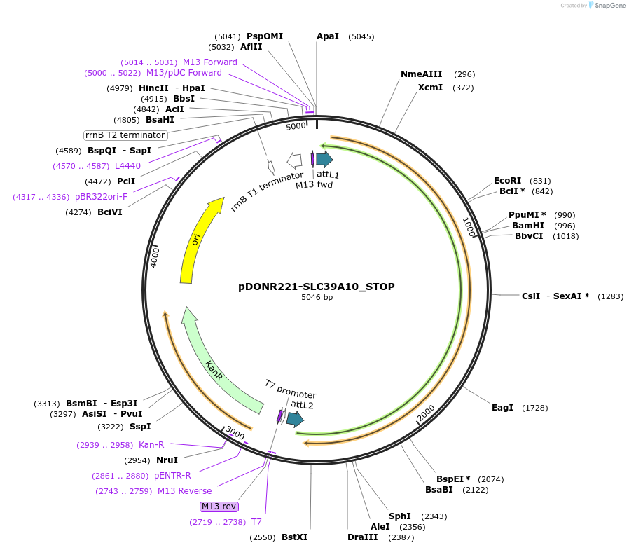 161441-plasmid-map-sequence-id-352648
