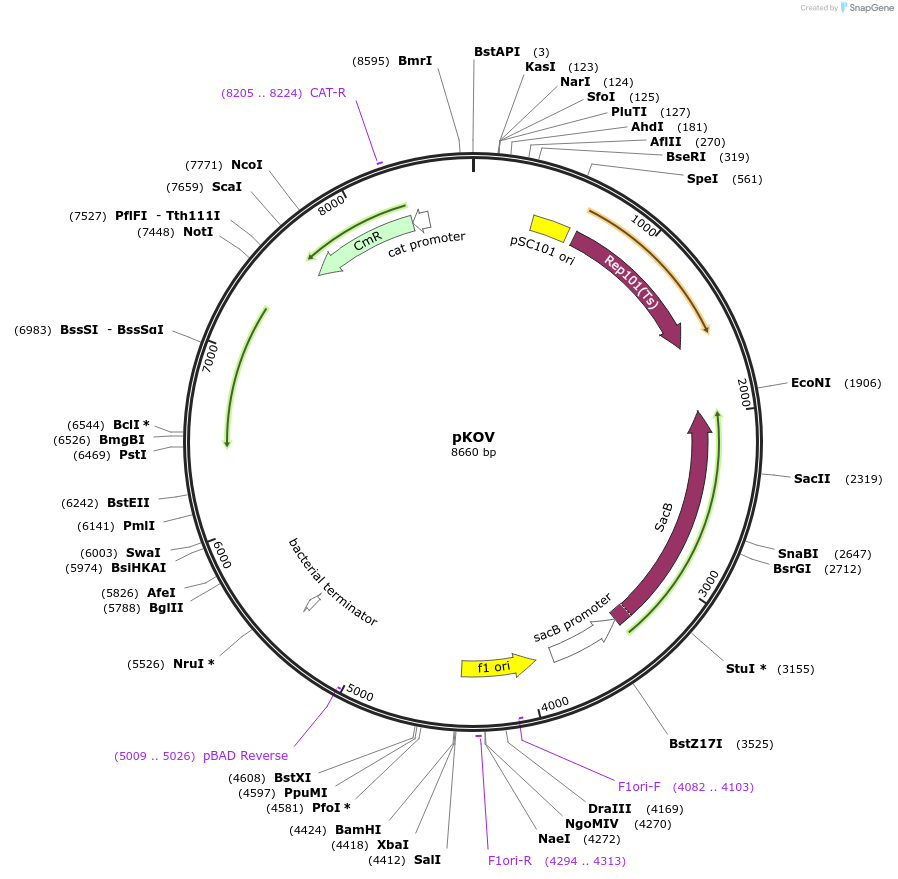 25769-plasmid-map-sequence-id-352650