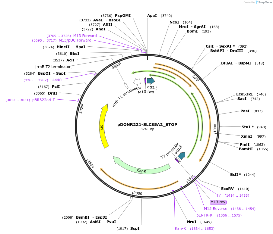 161313-plasmid-map-sequence-id-352651