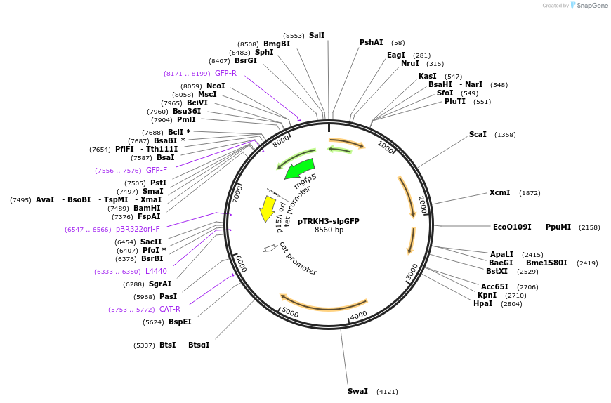 27168-plasmid-map-sequence-id-352653