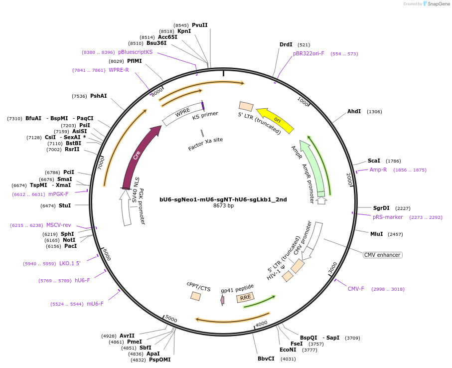 177230-plasmid-map-sequence-id-352659