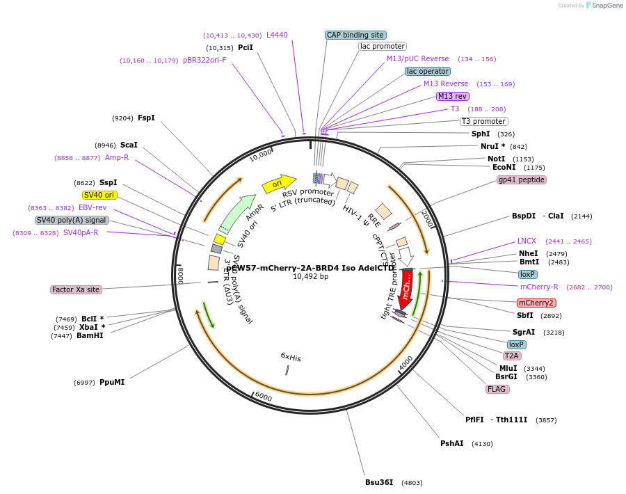 137722-plasmid-map-sequence-id-352678