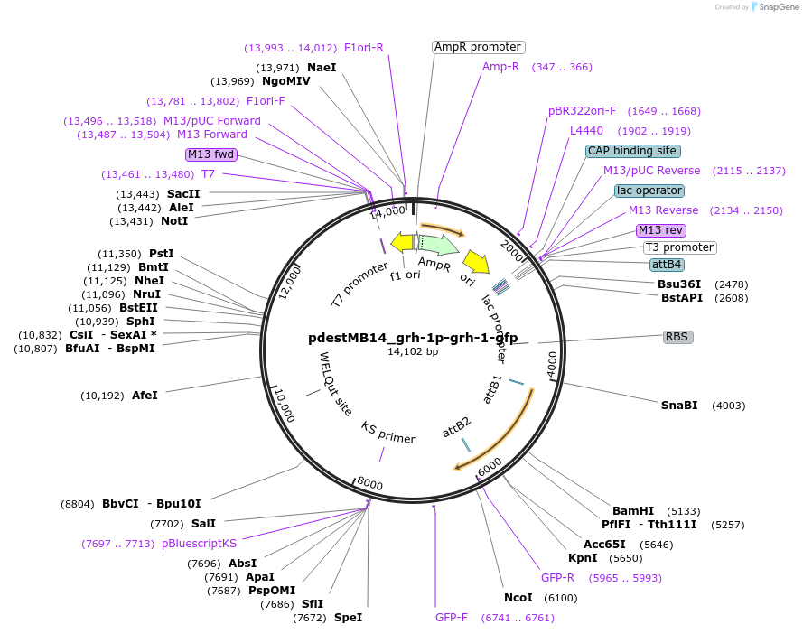 177761-plasmid-map-sequence-id-352707