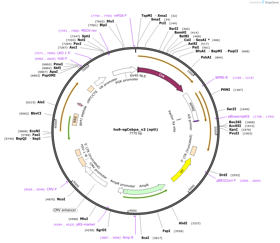 177246-plasmid-map-sequence-id-352708