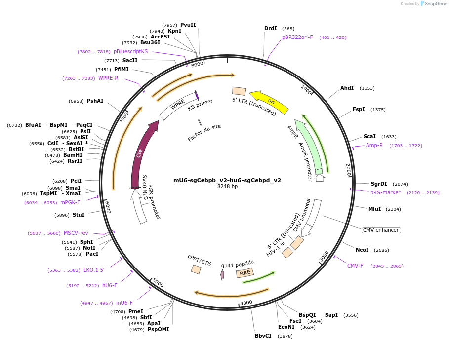 177256-plasmid-map-sequence-id-352720