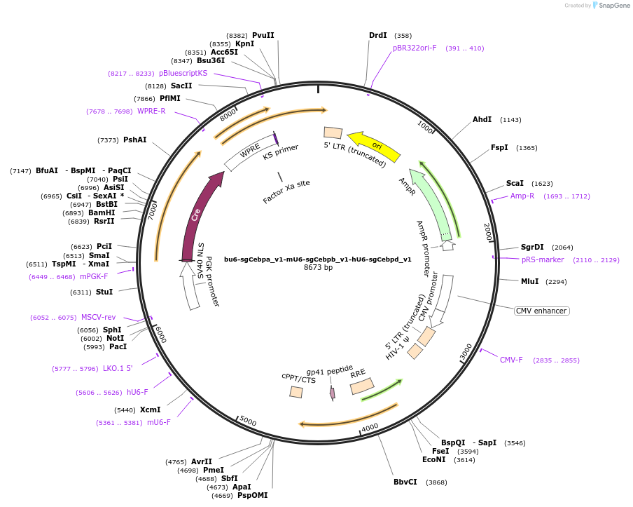 177257-plasmid-map-sequence-id-352721