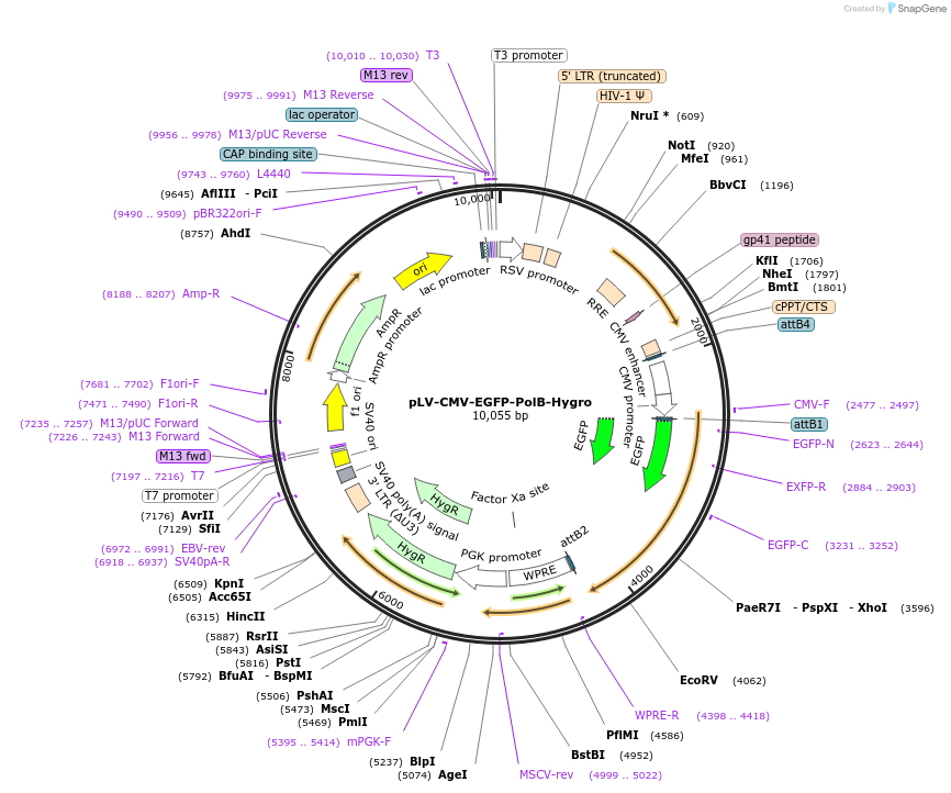 176056-plasmid-map-sequence-id-352723