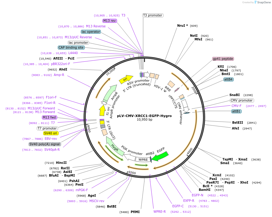 176062-plasmid-map-sequence-id-352724