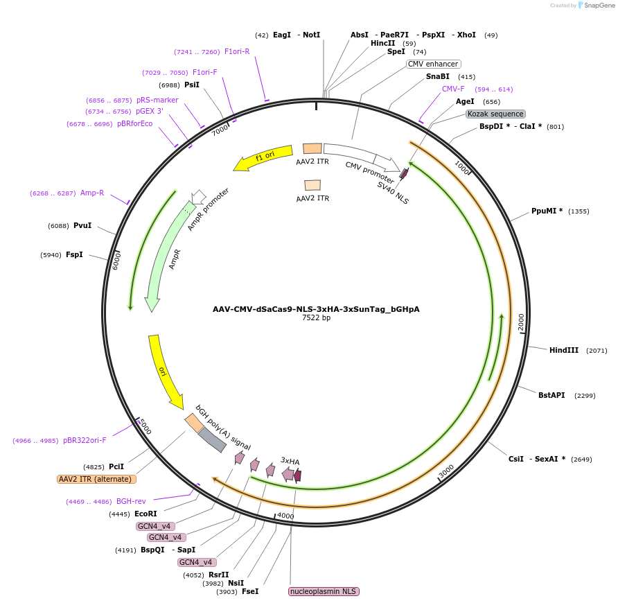 177342-plasmid-map-sequence-id-352726