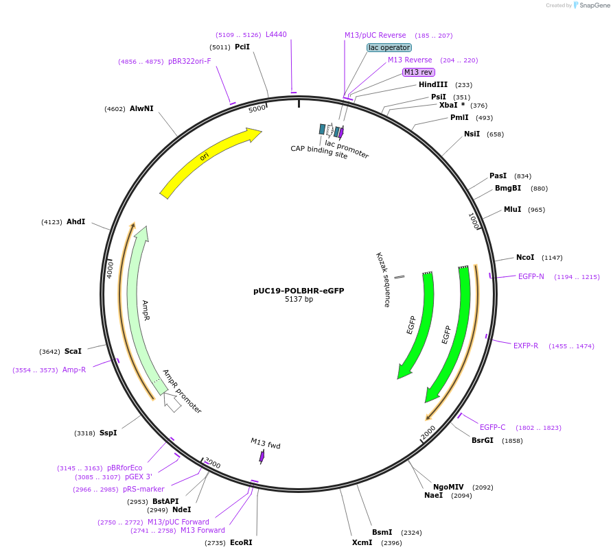 176064-plasmid-map-sequence-id-352734