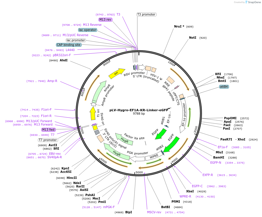 176066-plasmid-map-sequence-id-352736