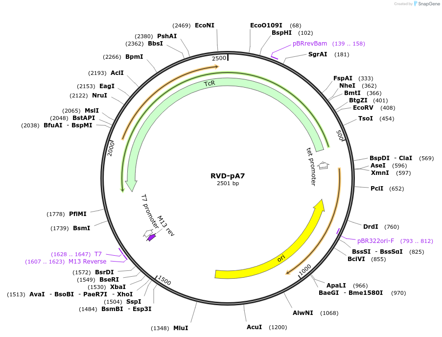 173246-plasmid-map-sequence-id-352741