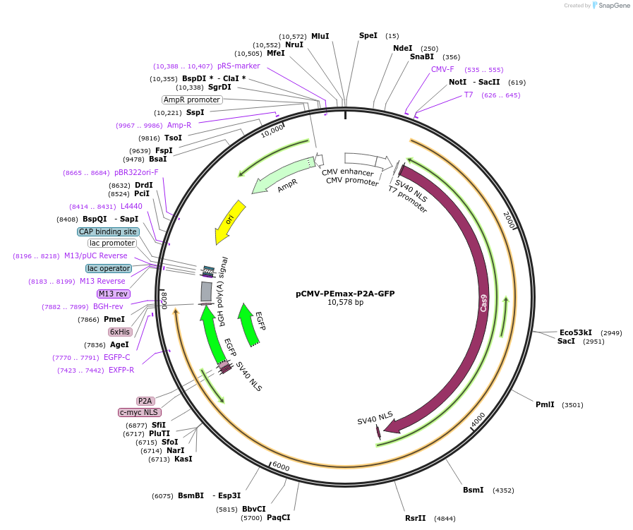 180020-plasmid-map-sequence-id-352752