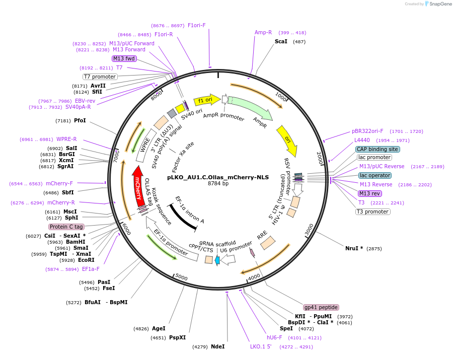 178212-plasmid-map-sequence-id-352756