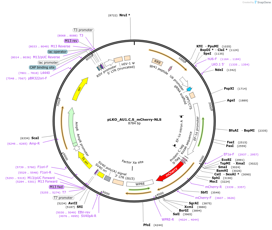 178213-plasmid-map-sequence-id-352757