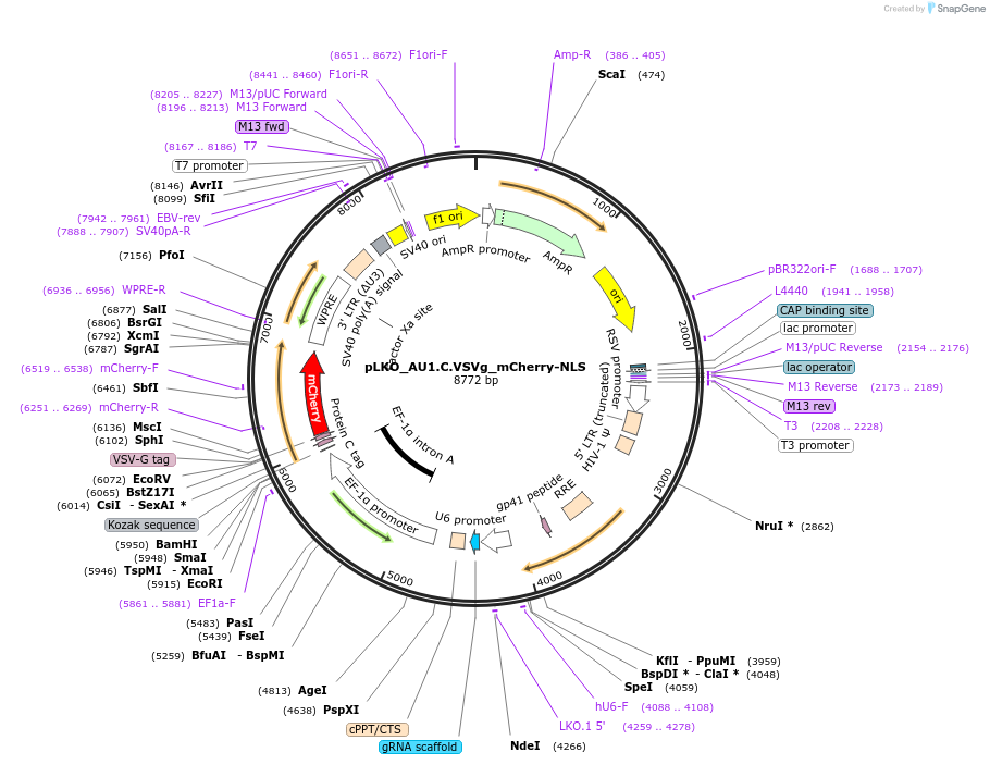 178214-plasmid-map-sequence-id-352758