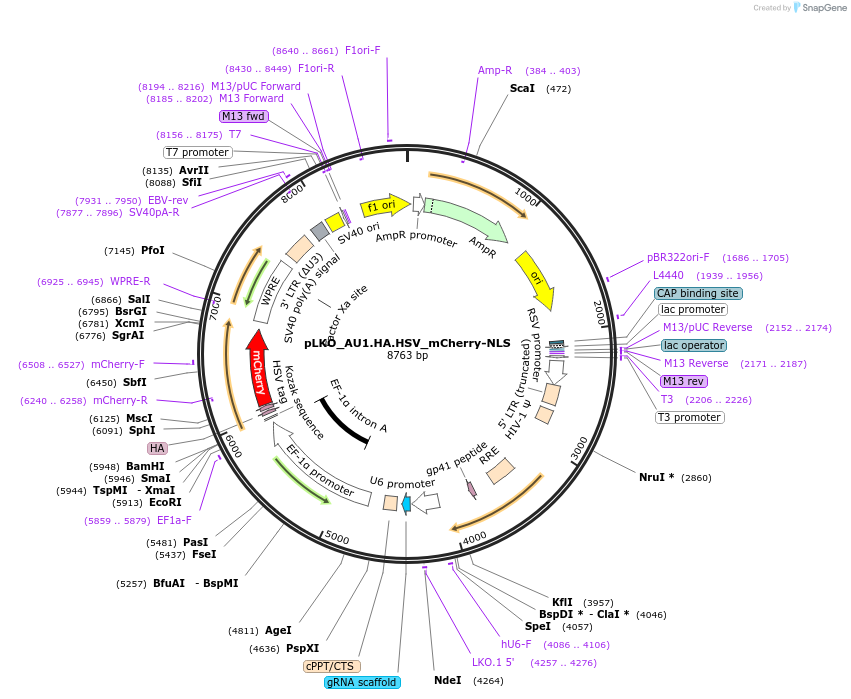 178216-plasmid-map-sequence-id-352760