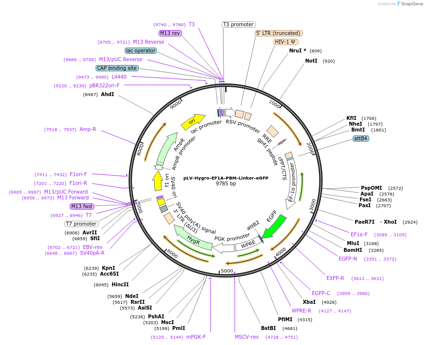 176069-plasmid-map-sequence-id-352768