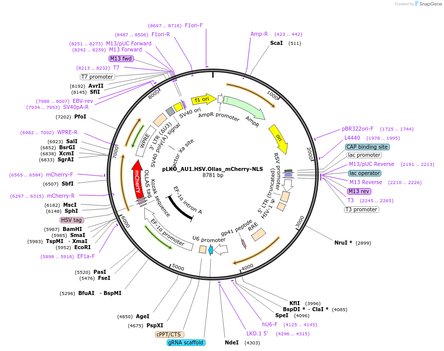 178223-plasmid-map-sequence-id-352772